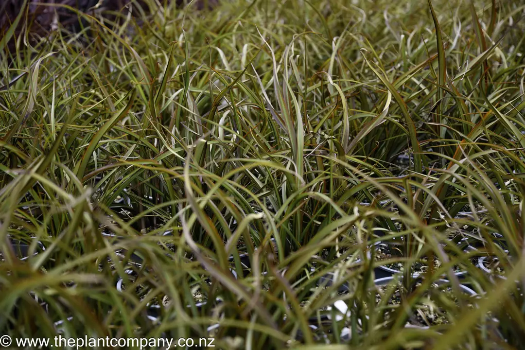 Phormium 'Surfer Bronze' plants for sale at The Plant Company nursery.