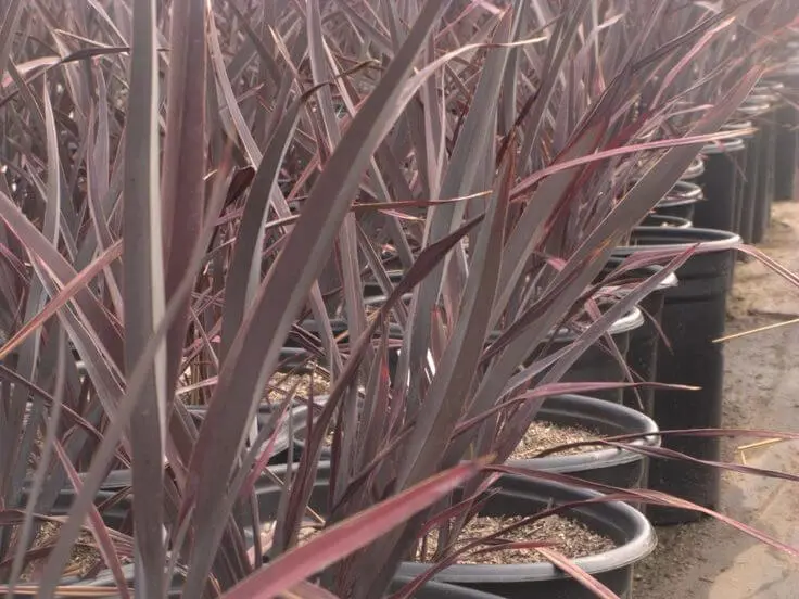 phormium-taya-