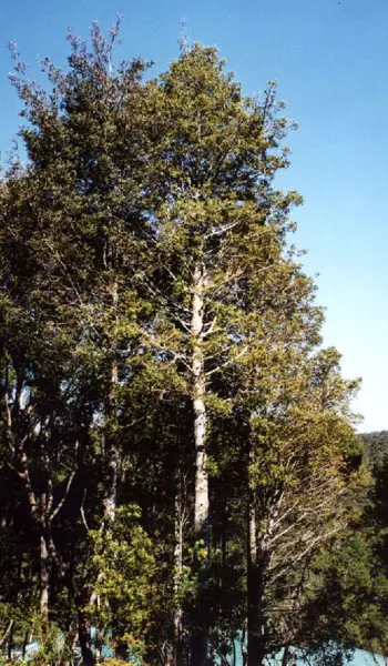 Buy Phyllocladus trichomanoides Plants Online NZ