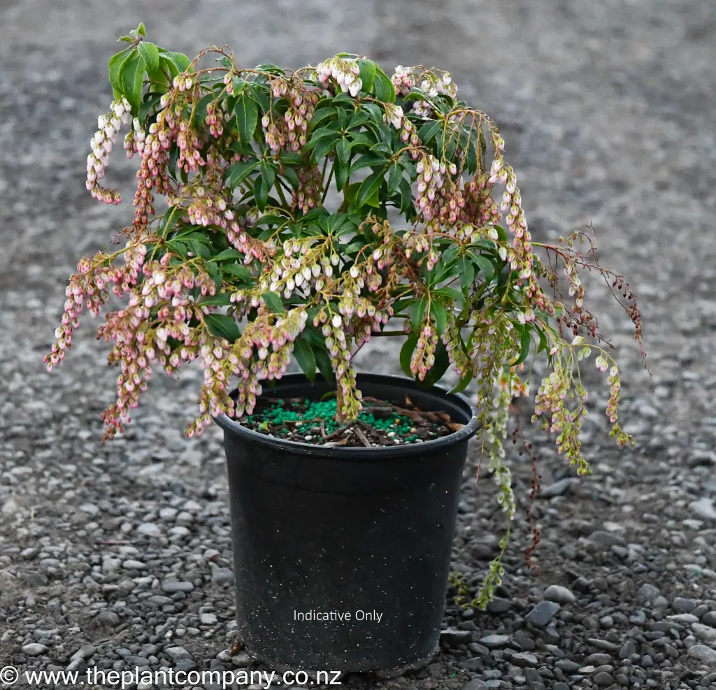 Pieris 'Christmas Cheer' plants for sale.