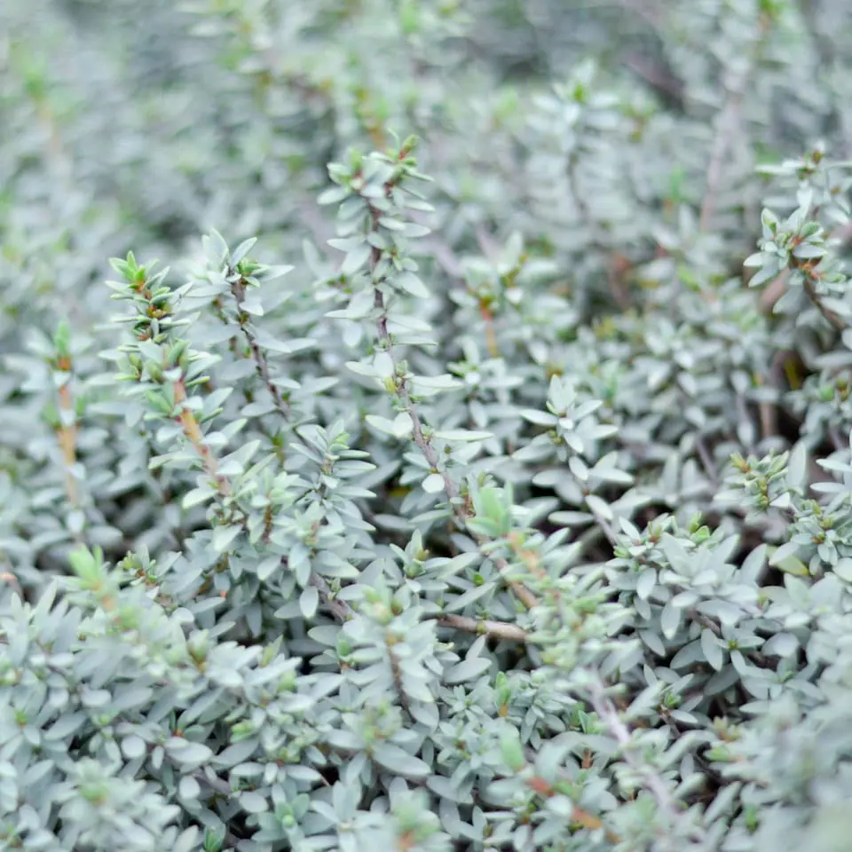 Pimelea prostrata 'Blue Peter' plants with fine and elegant, blue foliage.