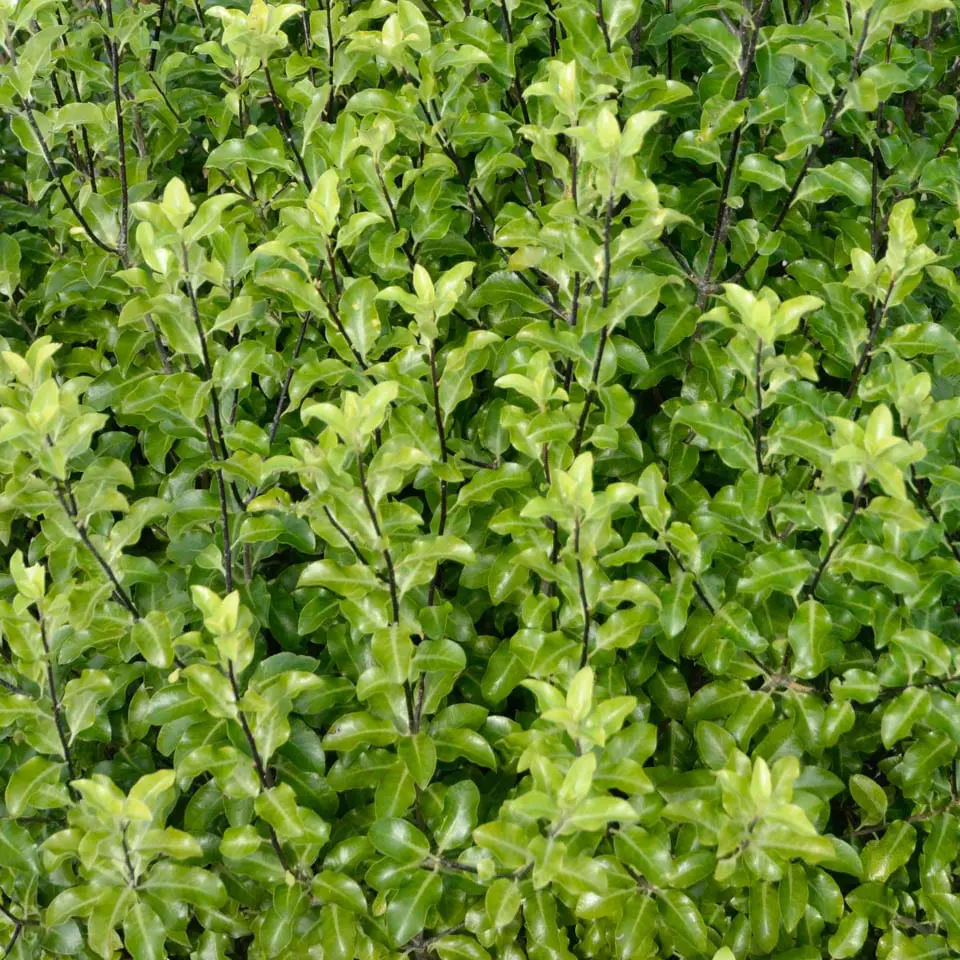 pittosporum-tenuifolium-blackbridge-