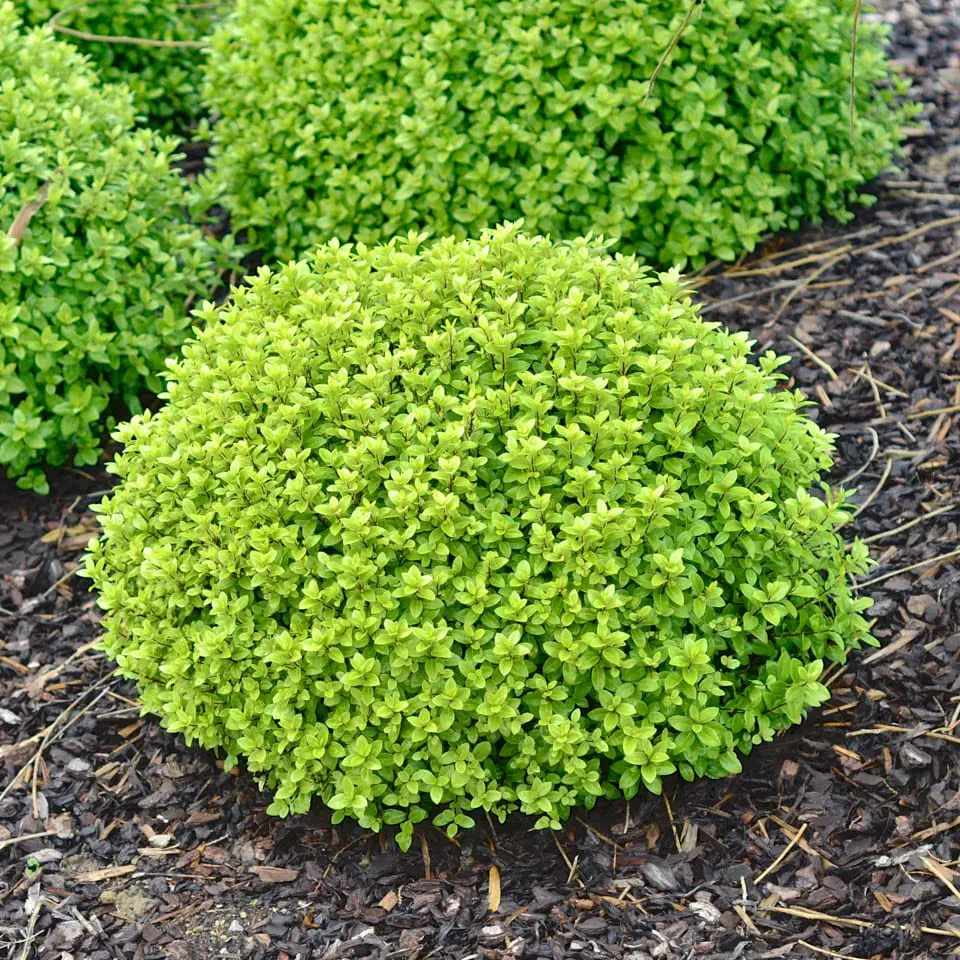 A Pittosporum 'Little Gem' (Dwarf Pittosporum) plant with fresh green foliage in a garden.