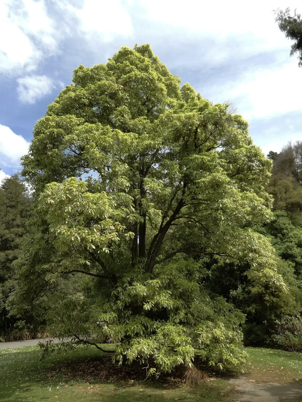 A large Pittosporum eugenioides 'Variegatum Minimum' specimen tree.