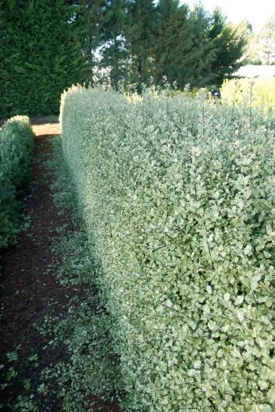 Pittosporum 'Wrinkled Blue' speciment tree.