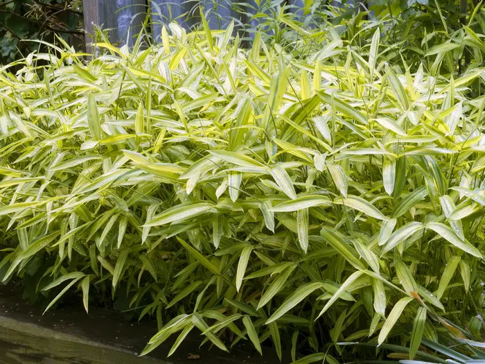 Buy Pleioblastus viridistriatus Plants | Free Shipping Over $150