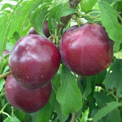 Plum 'Billington Mariana' fruit on a tree.