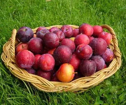 Plum 'Freedom' fruit in a bowl.