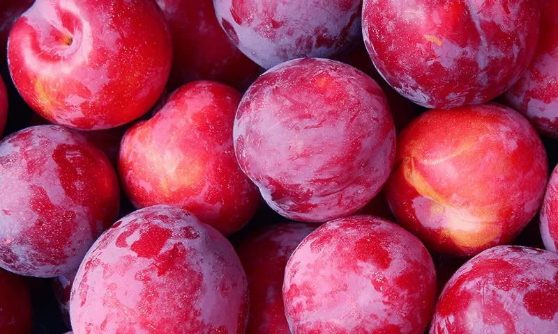 Plum Queen Rosa red fruit.
