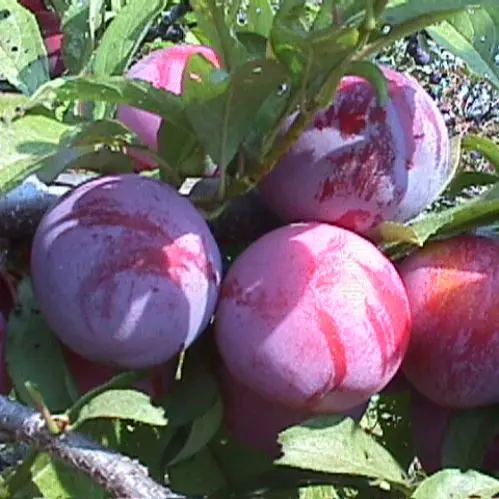 Plum Red Beaut fruit on a tree.