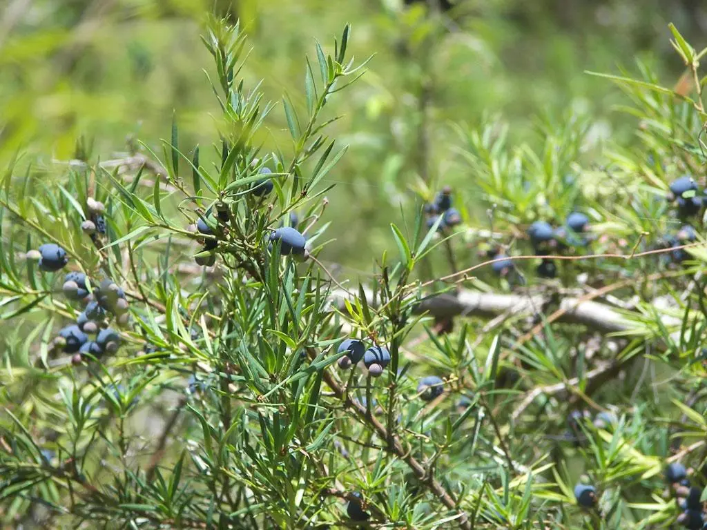 thuja degroot spire Degroot's Spire Arborvitae main image 1