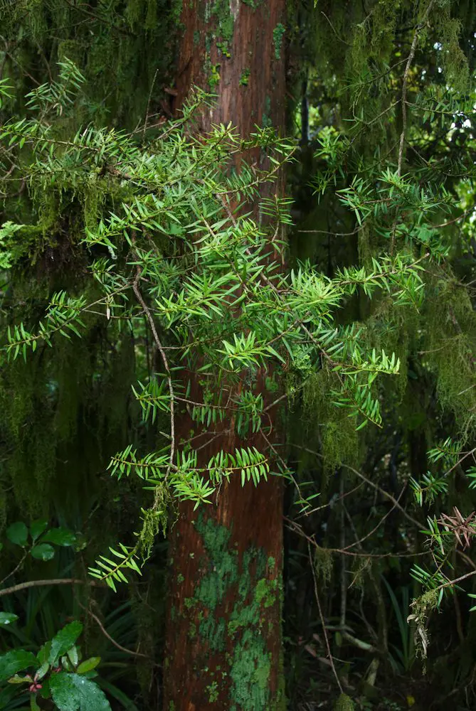 Buy Podocarpus hallii Trees Online | Free Shipping NZ Wide