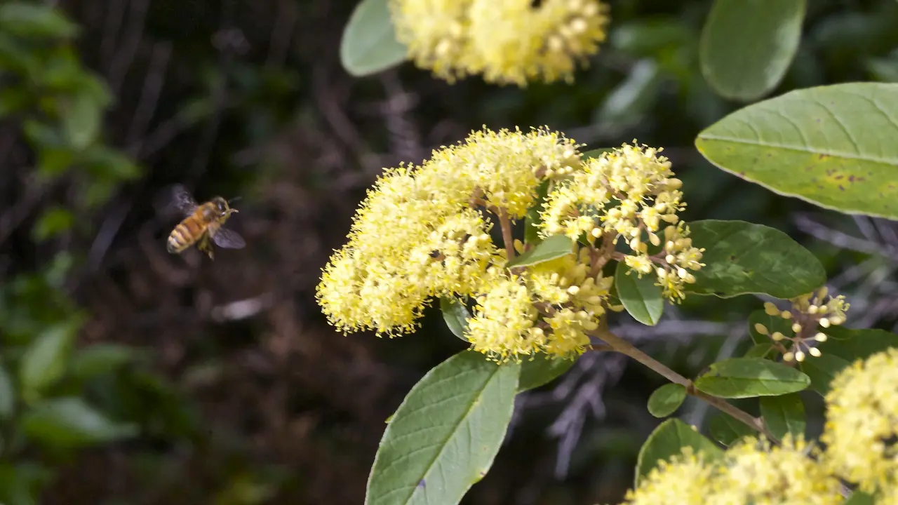 Buy Pomaderris kumeraho (Kumarahou, Golden Tainui) Online NZ