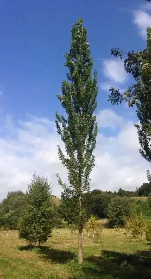 Buy Poplar Chiba Plants | Free Shipping Over $150