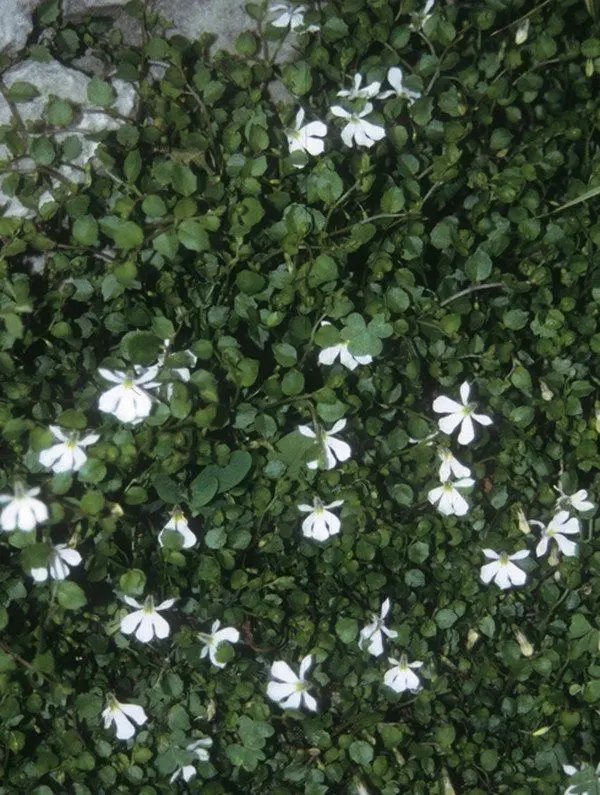 pratia-summer-snow-1