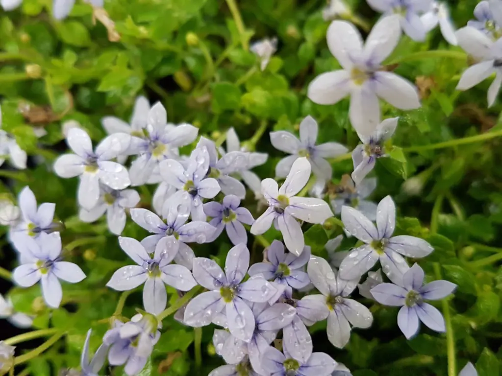 pratia-puberula-