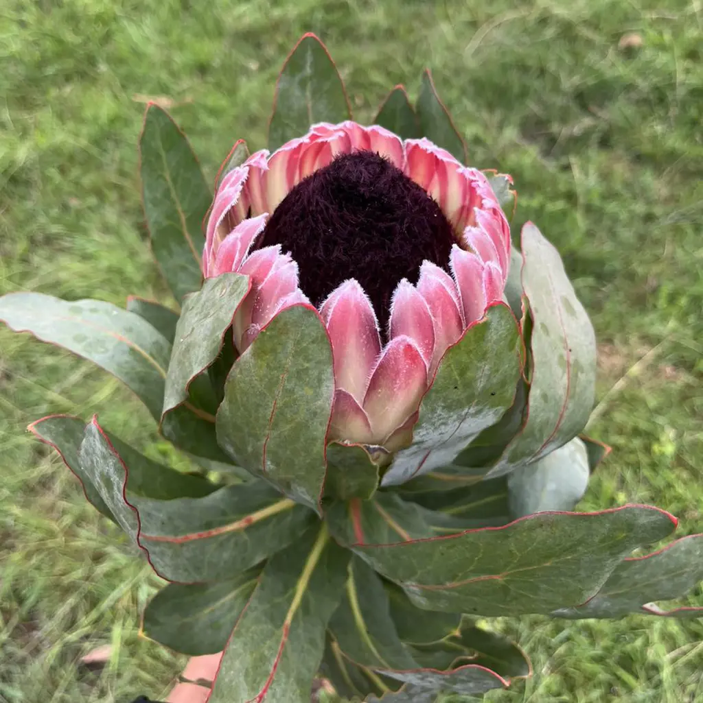 An elegant Protea 'Passion' flower with olive green foliage.
