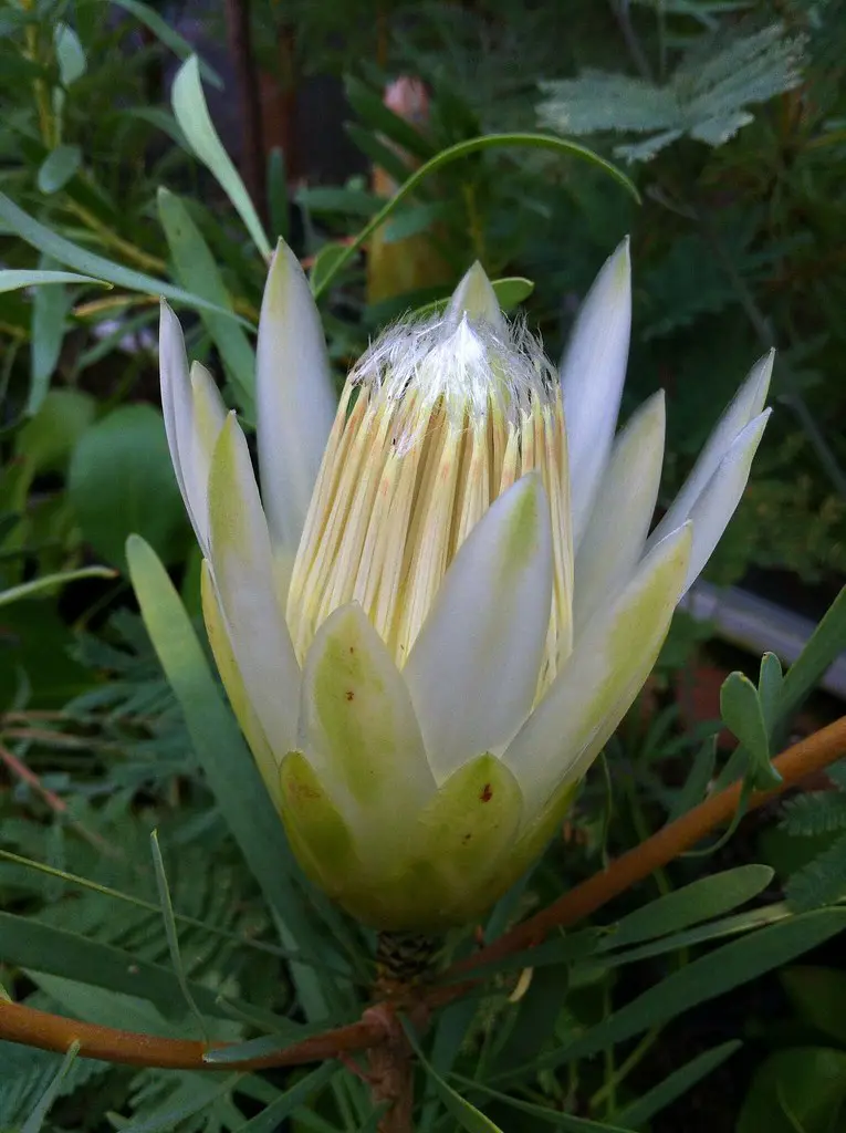 Protea repens alba white flower.