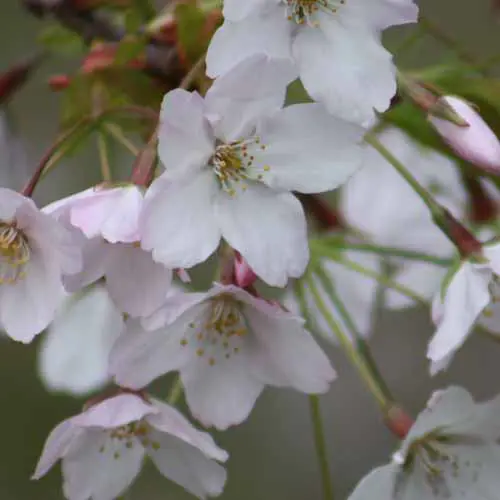 Prunus Mountain Ice pink-white-blossoms.