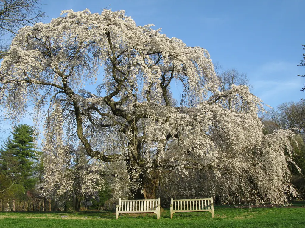 prunus-yedoensis-perpendens-1