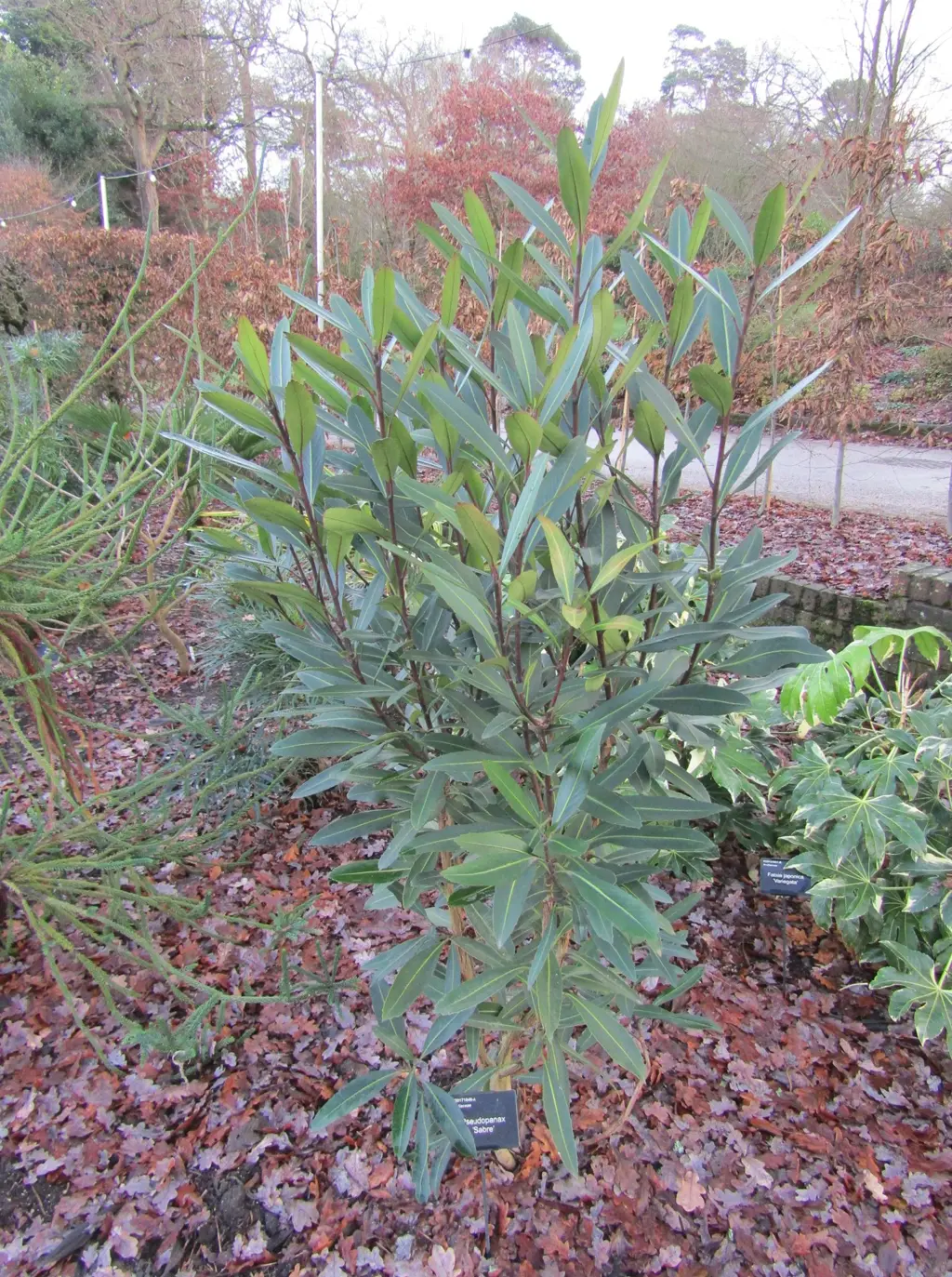 A Pseudopanax 'Sabre' shrub in a garden with spectacular foliage.
