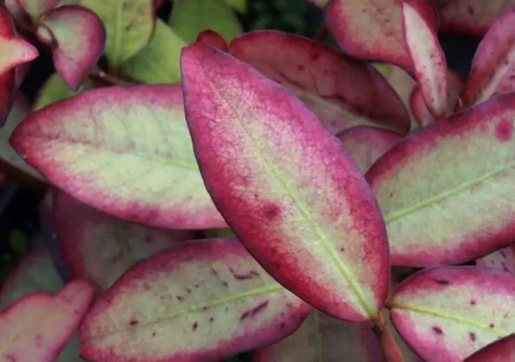 pseudowintera-moulin-rouge-
