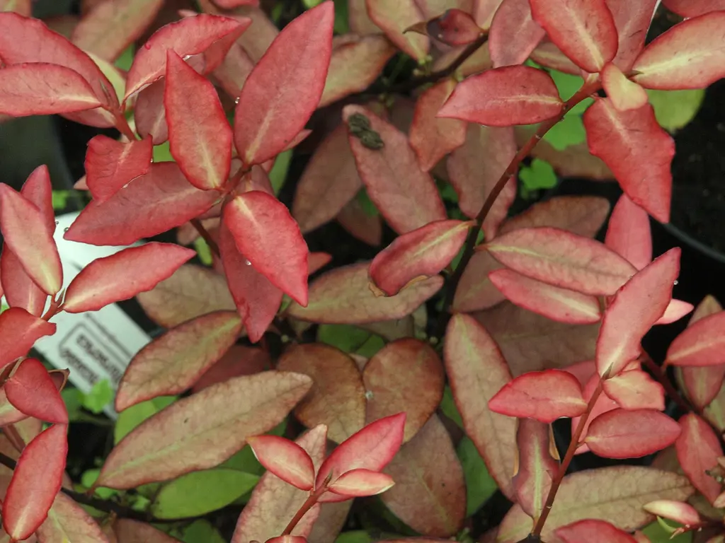 pseudowintera-red-glow-