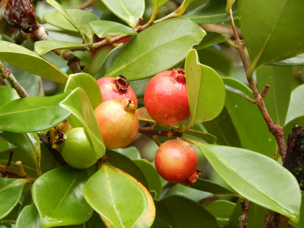 Psidium cattleianium (Strawberry Guava) plant with lush green foliage and red fruit.