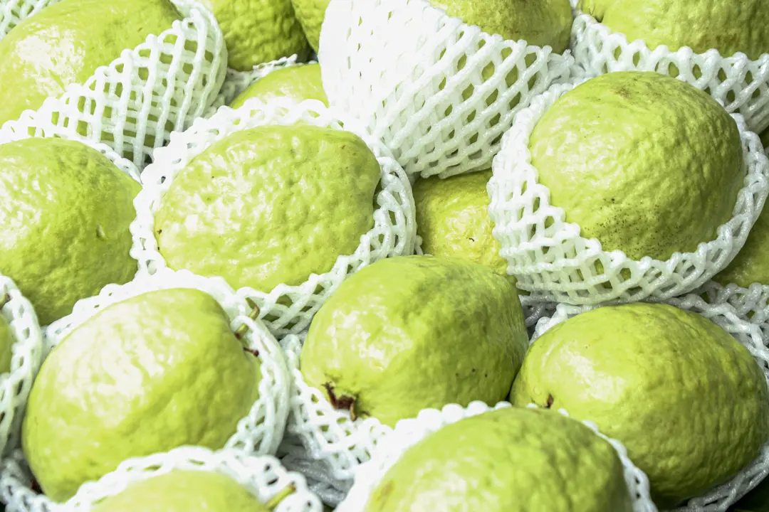 Psidium guajava (Yellow Guava) fruit in a market.