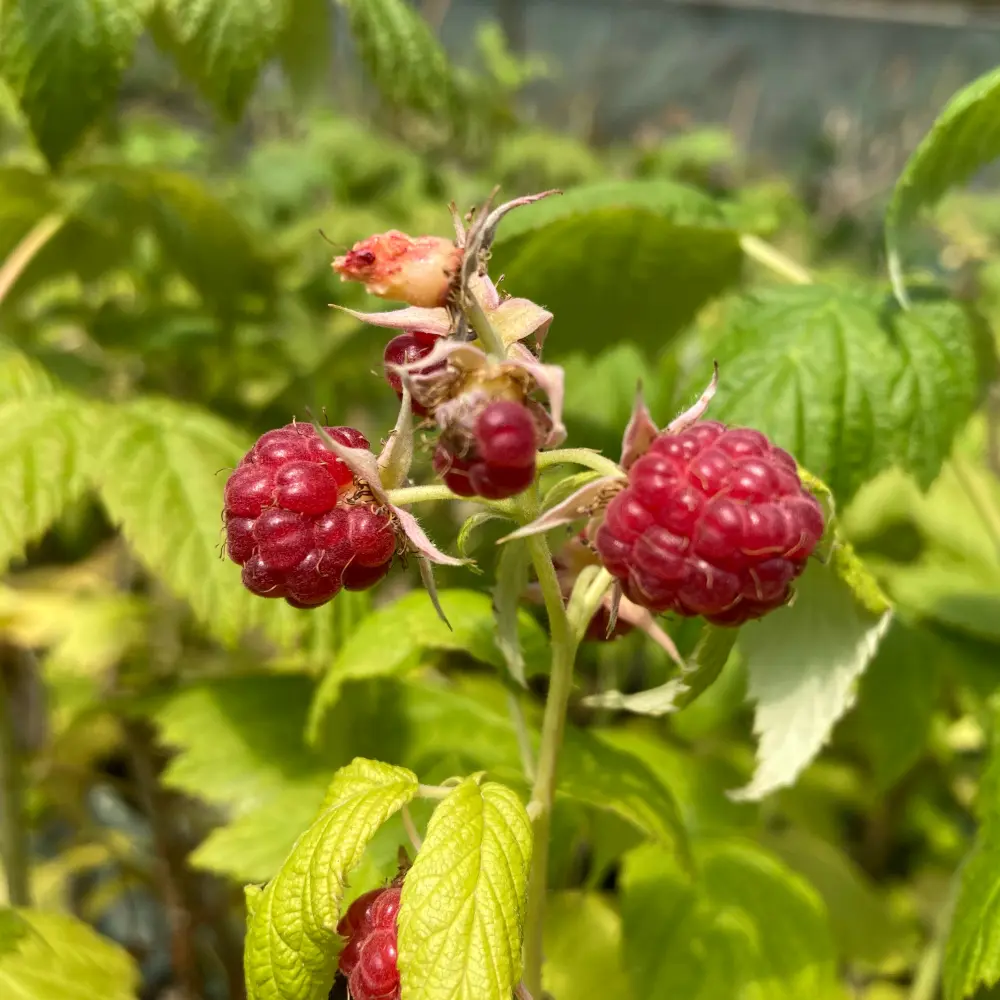 Raspberry Autumn Bliss plants with red berries.