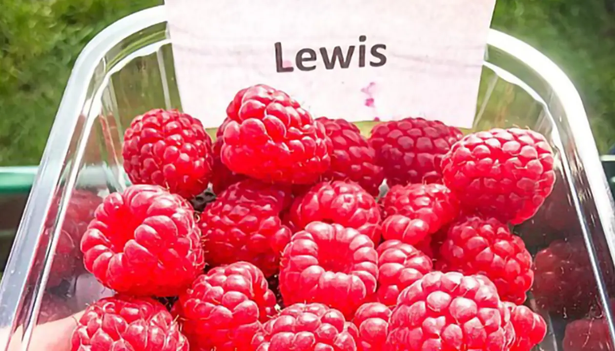 Raspberry Lewis red fruit in a punnet.