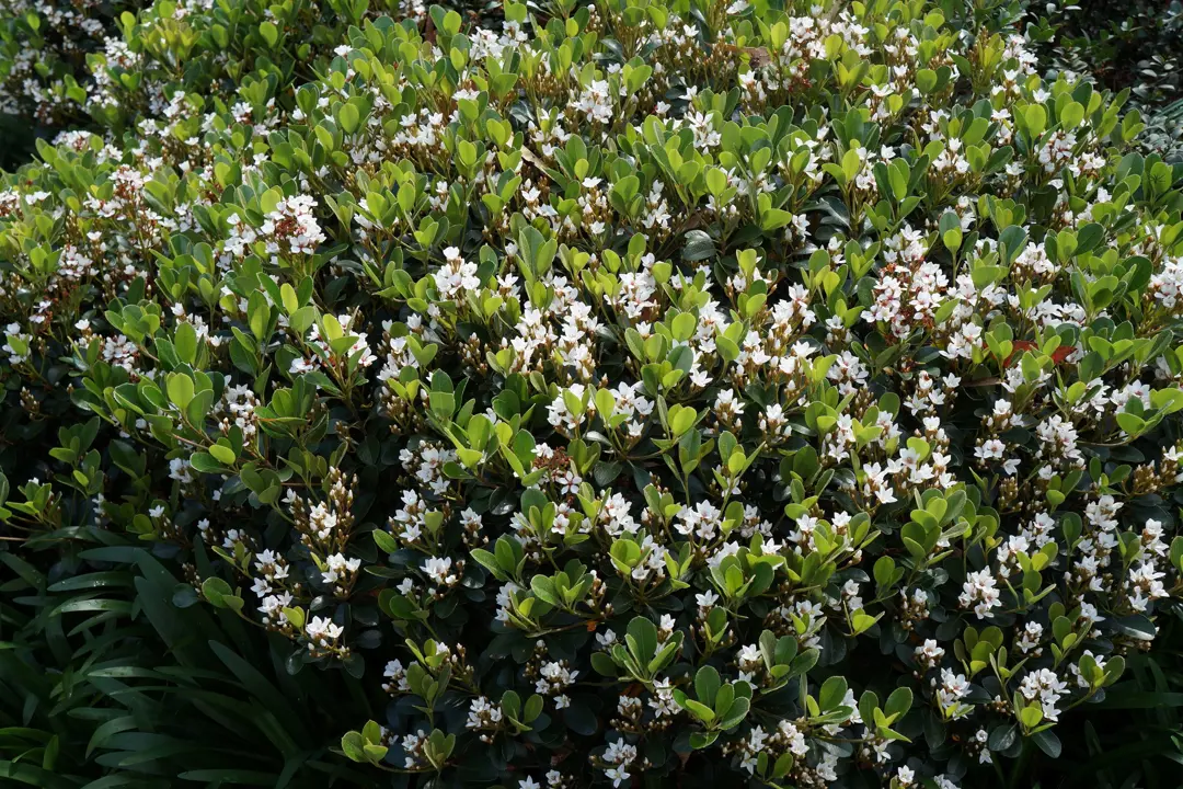 rhaphiolepis-snow-maiden-2