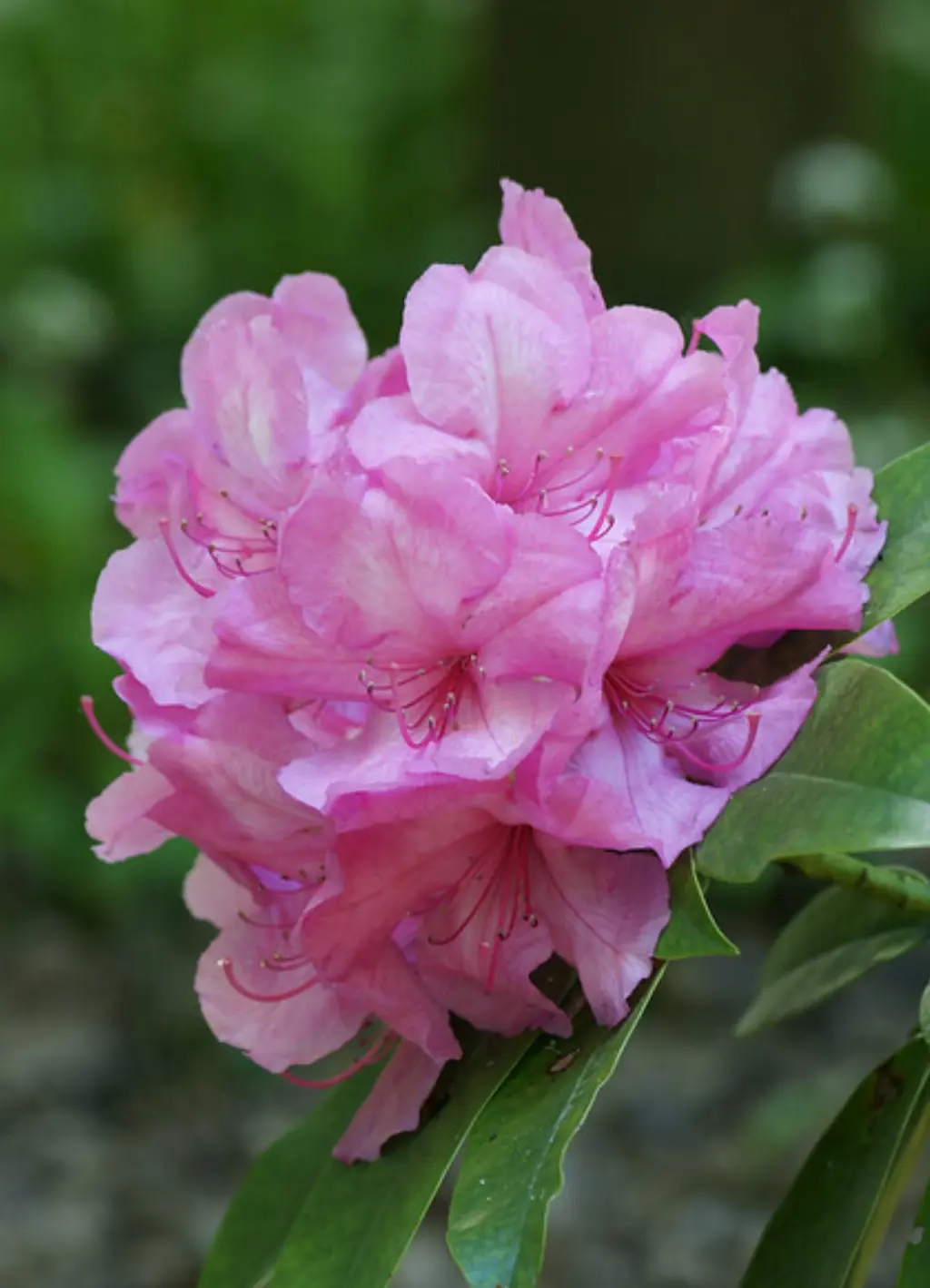 Buy Rhododendron 'Alice' NZ | Free Shipping & Fast Delivery