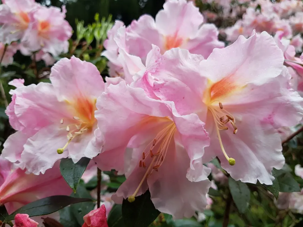 Buy Rhododendron 'Anne Teese' Online | Free Shipping NZ Wide