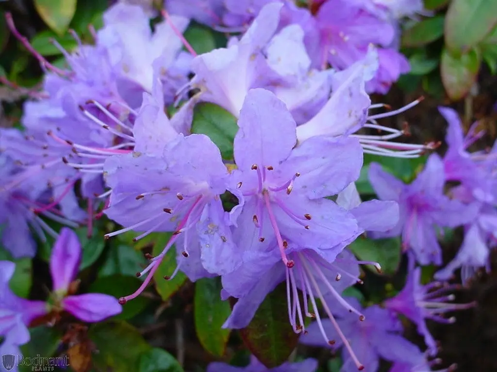 Buy Rhododendron 'Blue Admiral' NZ | Free Shipping