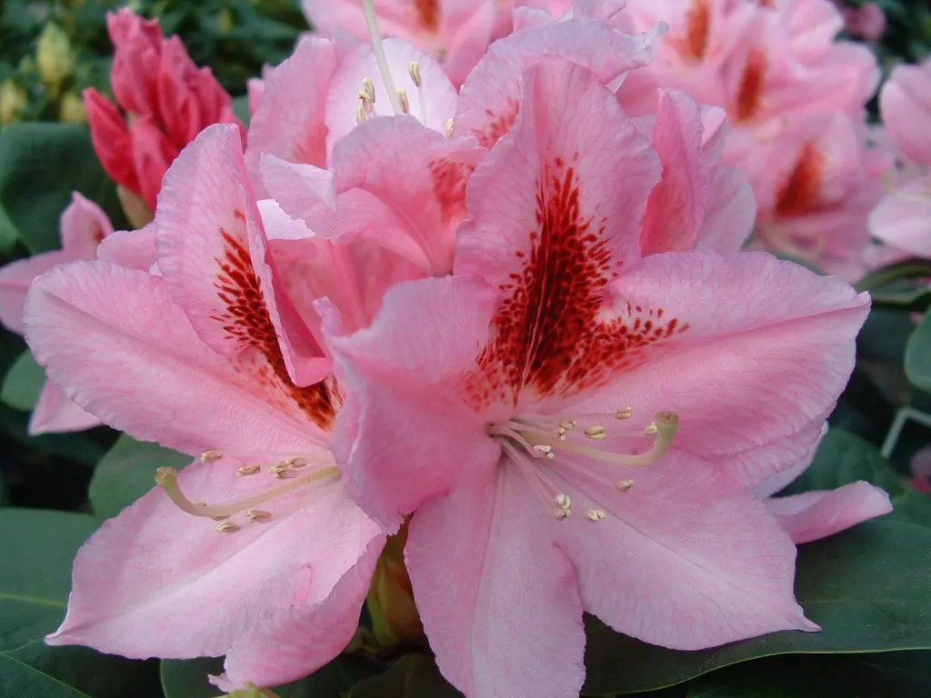 Buy Rhododendron 'Furnival's Daughter' NZ | Free Shipping