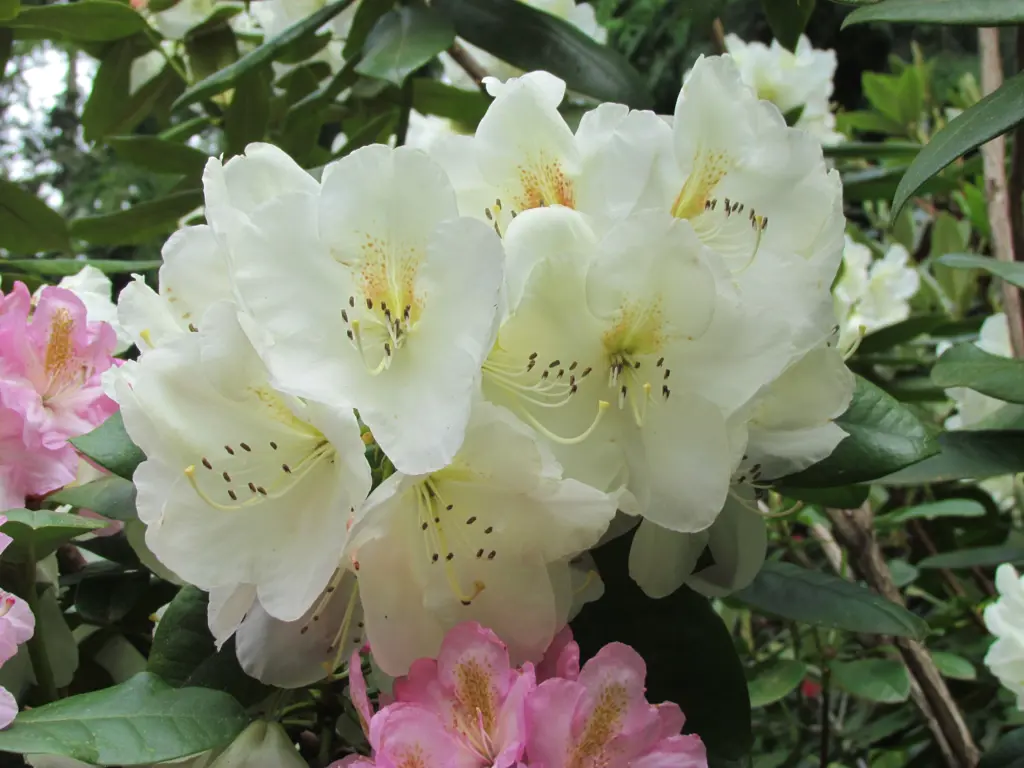 Buy Rhododendron 'Phyllis Korn' NZ | Free Shipping