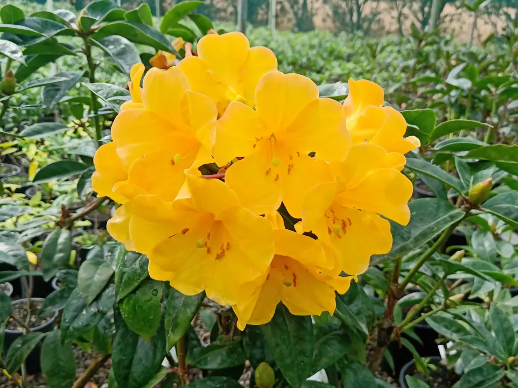 Buy Rhododendron ‘Scented Sun’ NZ | Free Shipping