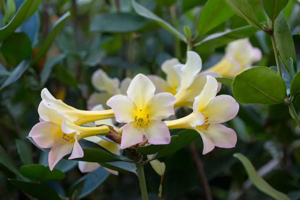 Buy Vireya Rhododendron 'Crme de la Crme' Plants Online NZ