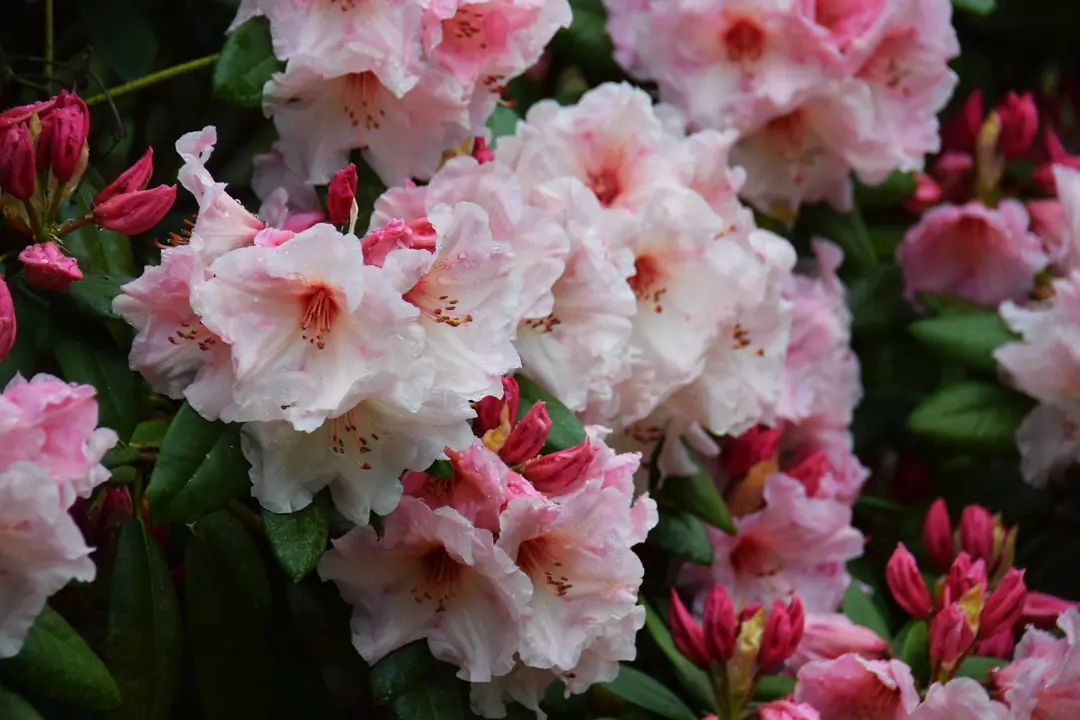 rhododendron in chinese Buy Rhododendron lutescens Yellow Blooming Chinese Rhododendron  Mr Maple   Buy Japanese Maple Trees