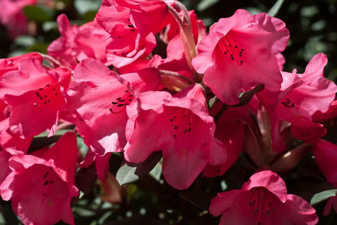 Buy Rhododendron 'Winsome' NZ | Free Shipping
