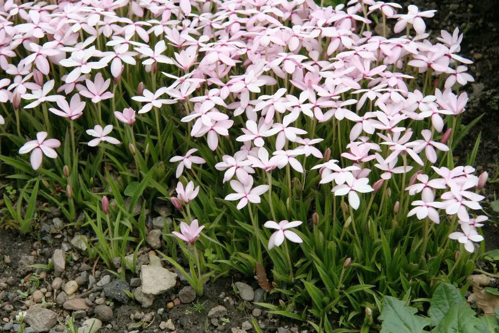 Rhodohypoxis baurii plants in a garden with elegant, pink flowers.