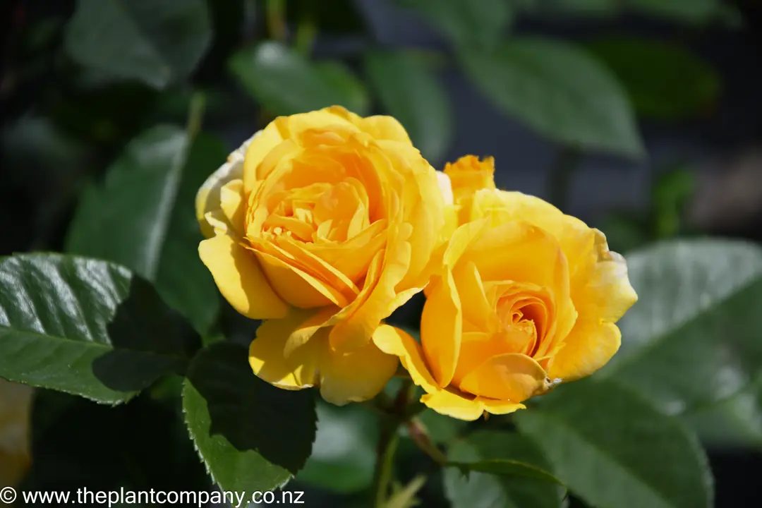 Beautiful yellow flowers on Rose 'Absolutely Fabulous'.