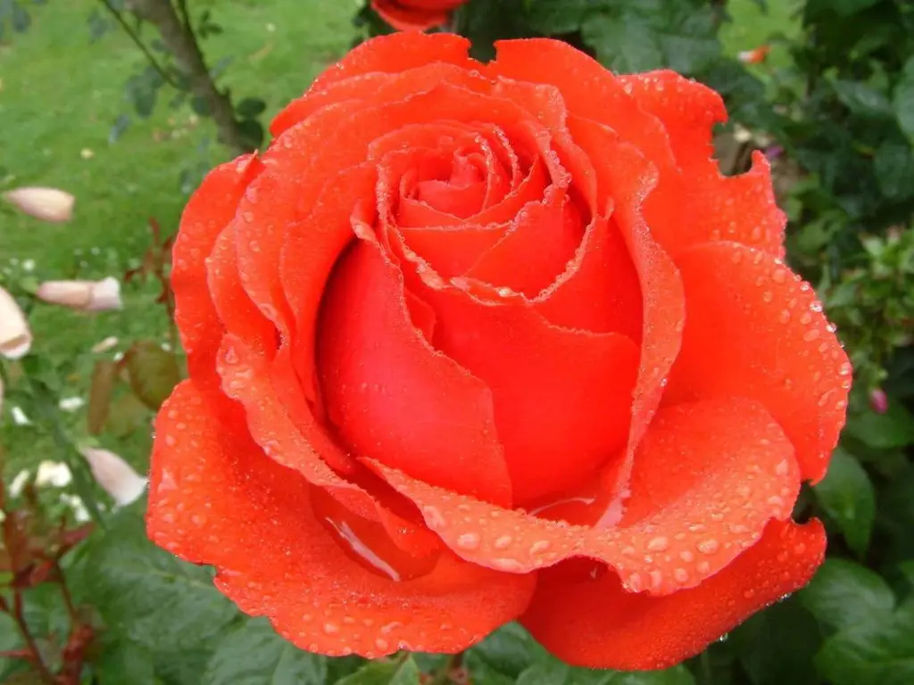 Buy Rose Big Daddy Plants | Free Shipping Over $150