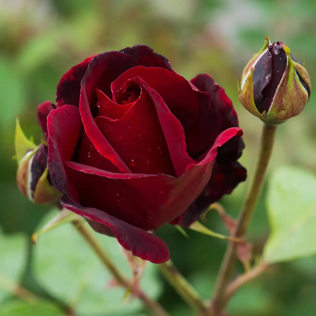 Dark Red Roses