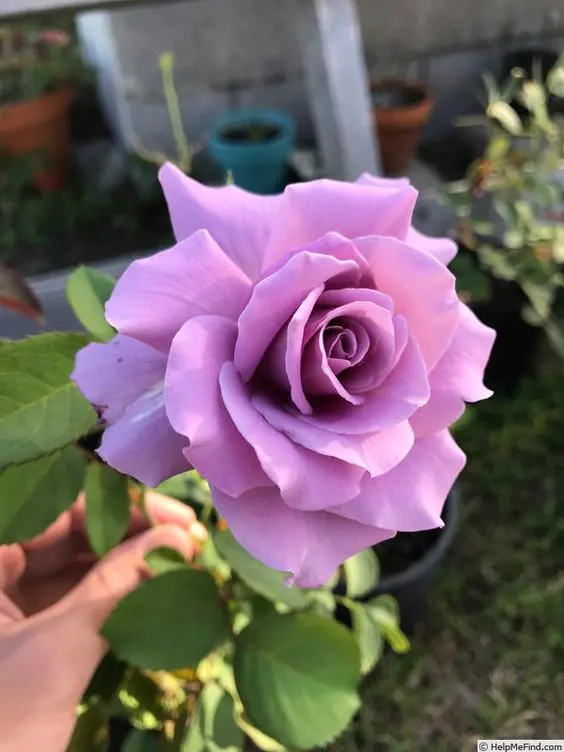 Buy Blue Sky Rose Plants Online | Free Shipping NZ Wide