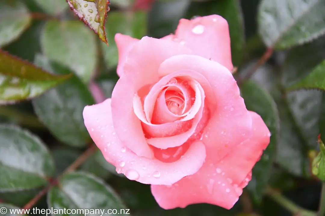 Buy Rose Everlasting Hope Plants | Free Shipping Over $150