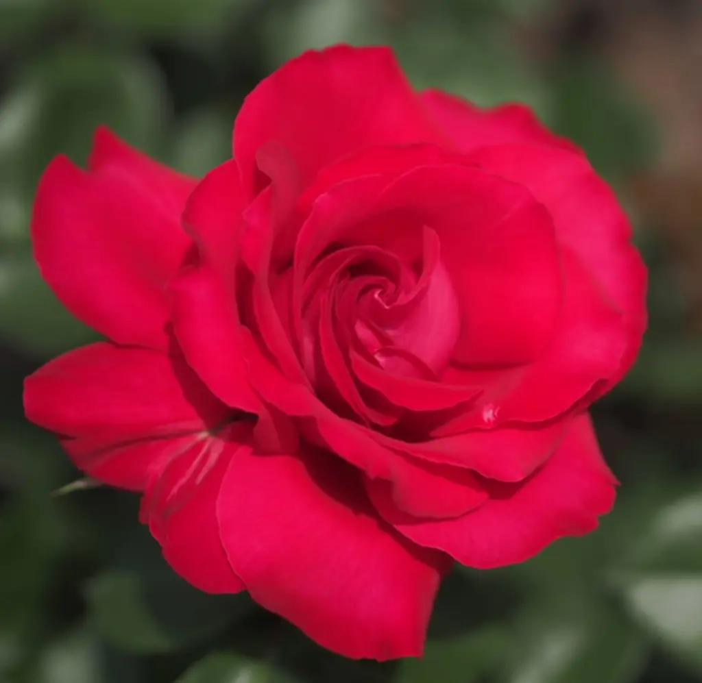 Buy Rose La Marseillaise Plants Free Shipping Over 150 Buy Rose La Marseillaise Plants Free Shipping Over 150