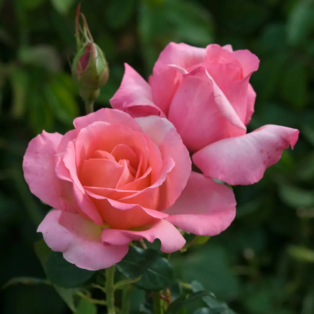 その他 lovely rose Buy Rose Lovely Lady Plants | Free Shipping Over $150