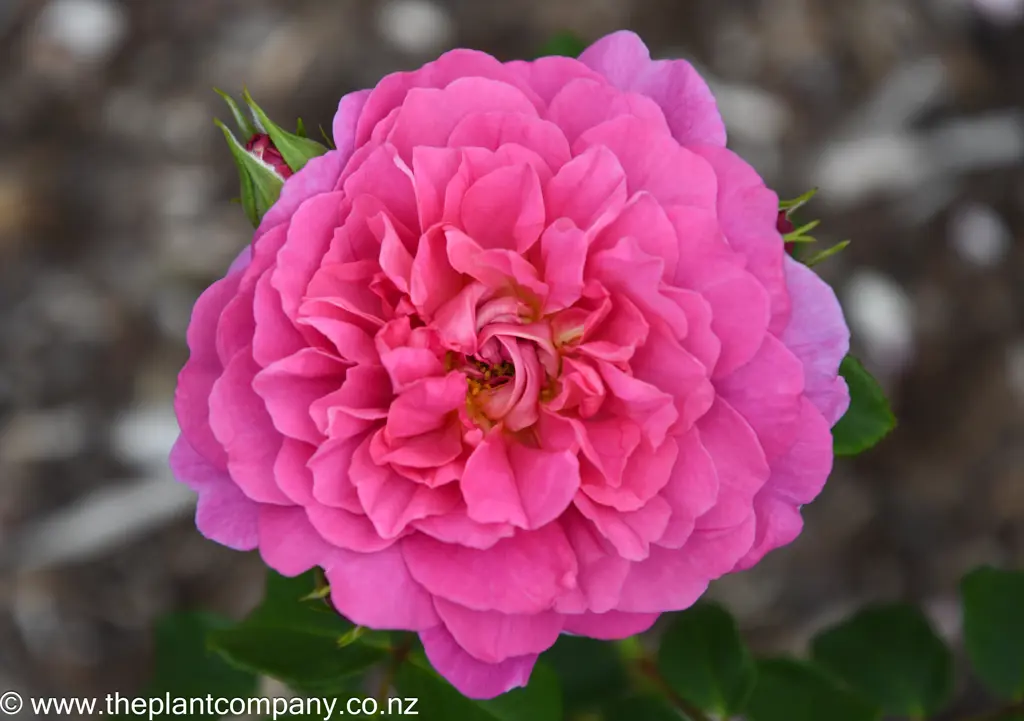 Rose Princess Anne | Free Freight Option